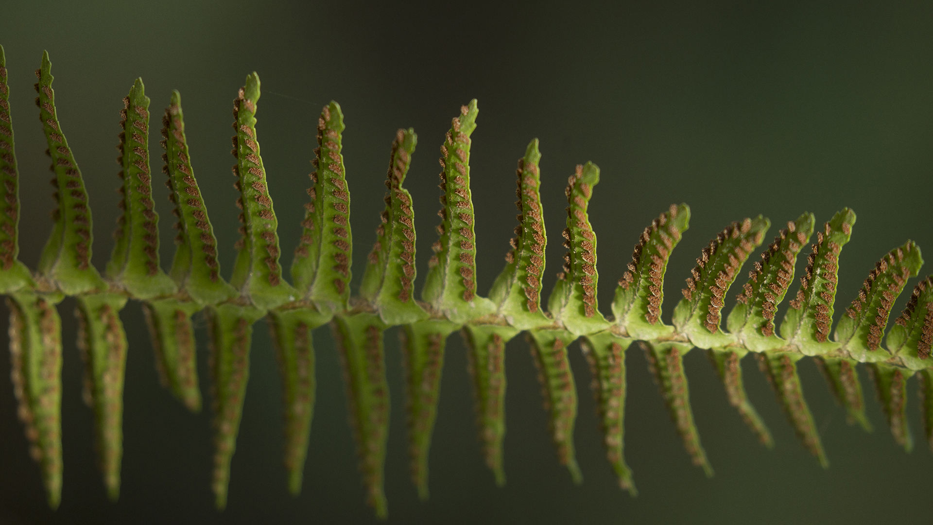 A Western Sword fern.