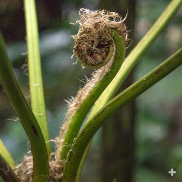 A tree fern crosier, or fiddlehead, starts to unfurl.