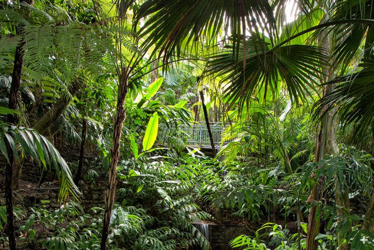Tree ferns are one of the delights in the Zoo's Fern Canyon.
