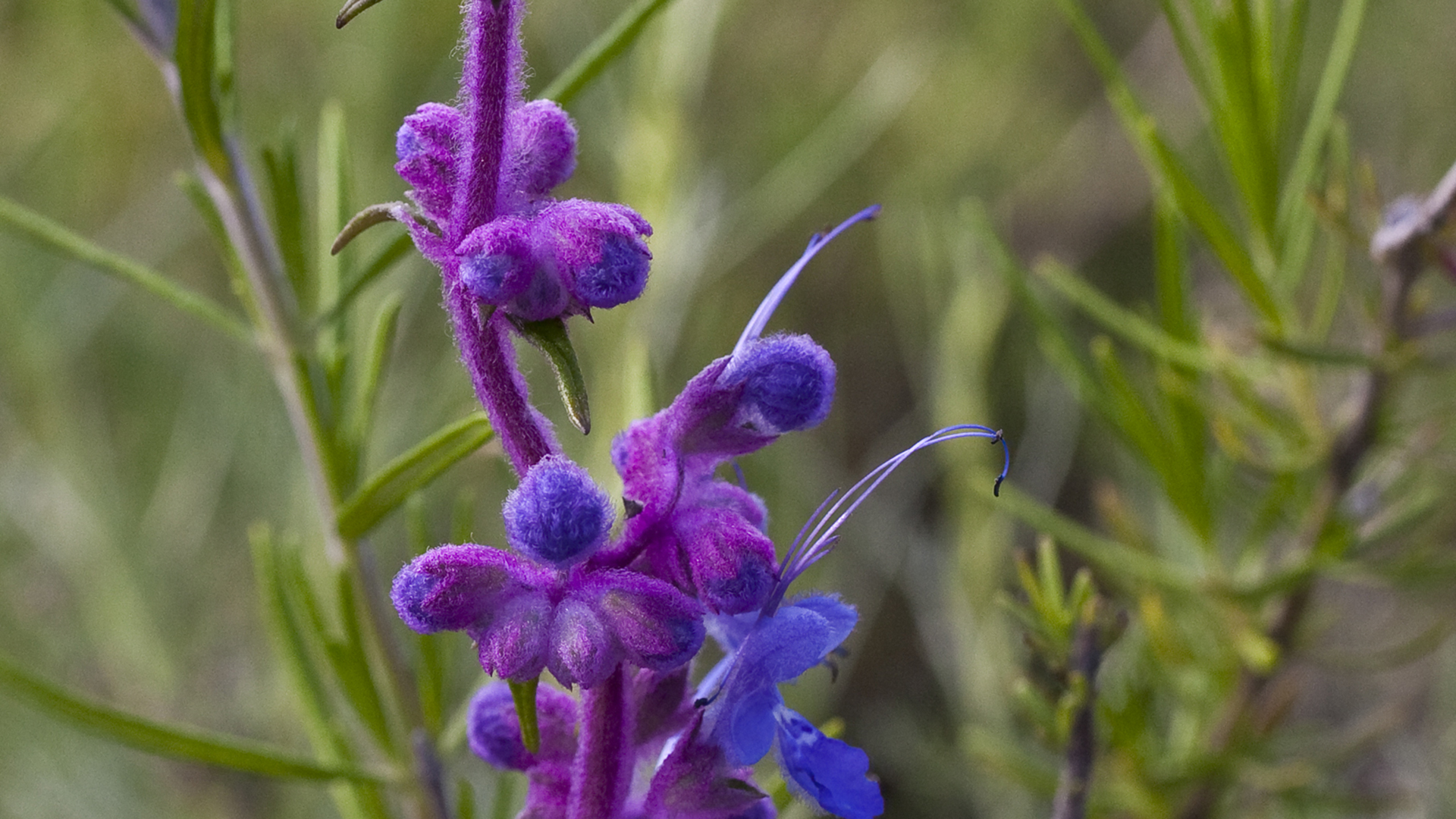 The buds on a Wooly Blue Curl