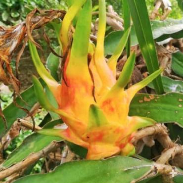 Yellow-skinned pitaya fruit