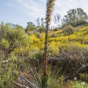 Yucca at the Safari Park