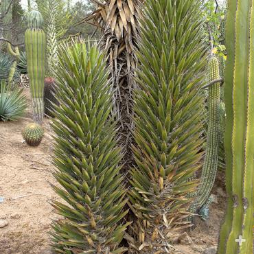 Yuccas at the Safari Park