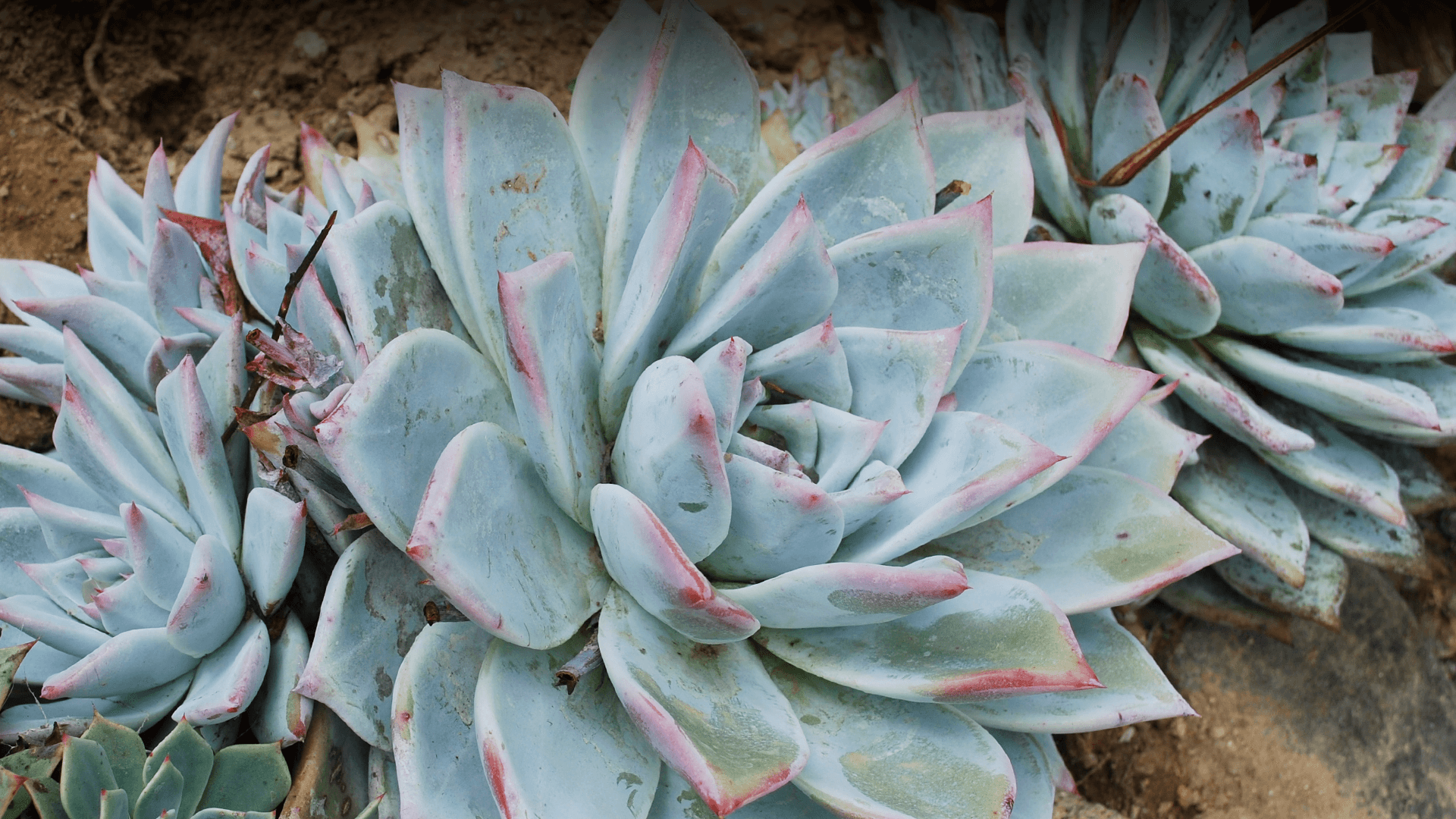 Dudleya