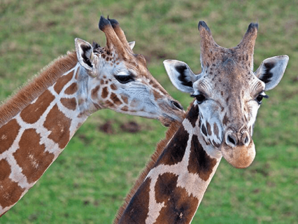 Giraffe