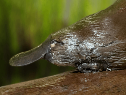 Platypus cam